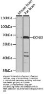 KCNJ3 Antibody
