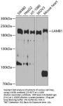 LAMB1 Antibody