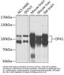 OPA1 Antibody