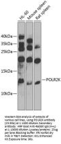 POLR2K Antibody