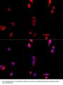 BAZ1B Antibody, KO Validated