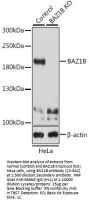 BAZ1B Antibody, KO Validated