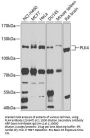 PLK4 Antibody