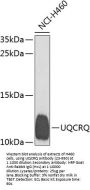 UQCRQ Antibody