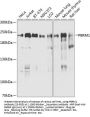 PBRM1 Antibody