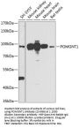 POMGNT1 Antibody