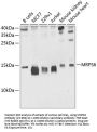 MRPS6 Antibody