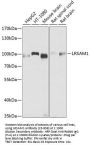 LRSAM1 Antibody