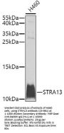 STRA13 Antibody