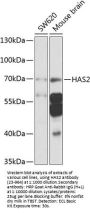 HAS2 Antibody