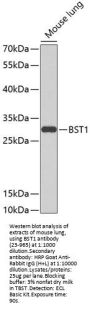 BST1 Antibody