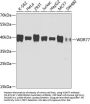 WDR77 Antibody [8B2F7]