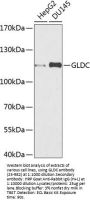 GLDC Antibody
