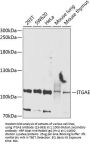 ITGAE Antibody