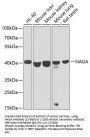 NAGA Antibody