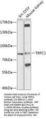 TRPC1 Antibody