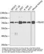 FBLN5 Antibody