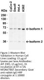 AIF Antibody
