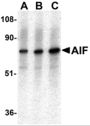 AIF Antibody