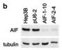 AIF Antibody