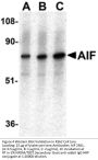AIF Antibody