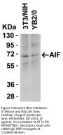 AIF Antibody