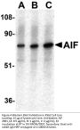 AIF Antibody