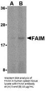 FAIM Antibody