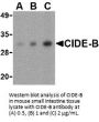 CIDE-B Antibody