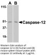 Caspase-12 Antibody