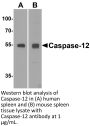 Caspase-12 Antibody