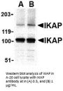 IKAP Antibody