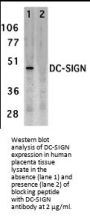 DC-SIGN Antibody