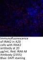 IRAK-M Antibody