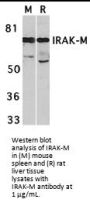 IRAK-M Antibody