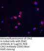 Chk2 Antibody