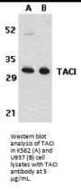 TACI Antibody