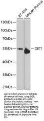 DET1 Antibody