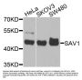 SAV1 Antibody
