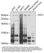 NSD1 Antibody