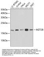 MZT2B Antibody