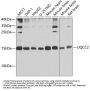 UQCC2 Antibody