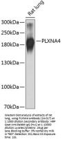 PLXNA4 Antibody