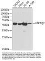 UBE2Q2 Antibody
