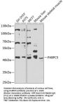 PABPC5 Antibody
