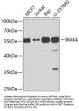 IRAK4 Antibody