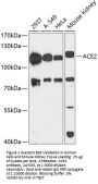 ACE2 Antibody, Monoclonal