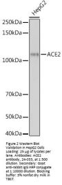 ACE2 Antibody, Monoclonal