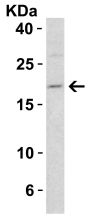 Smac Antibody