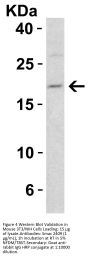Smac Antibody